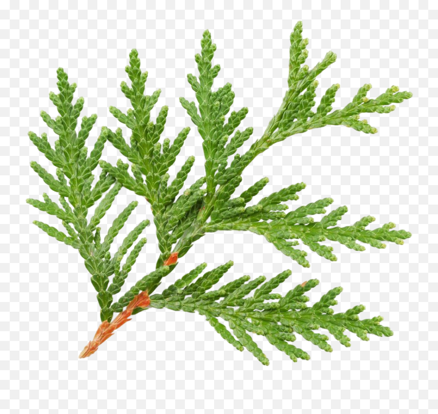 Cypress - Fern Png,Cypress Tree Png