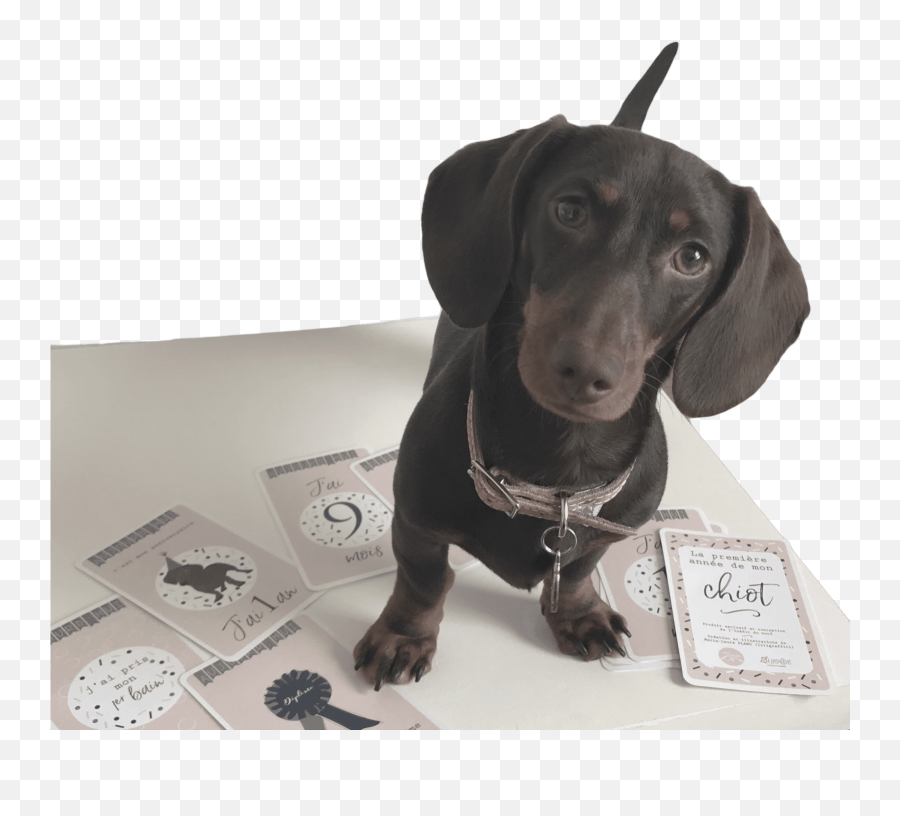 Accueil - Dachshund Png,Dachshund Png