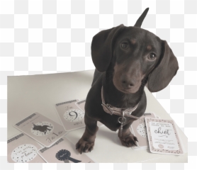 Accueil - Dachshund Png,Dachshund Png