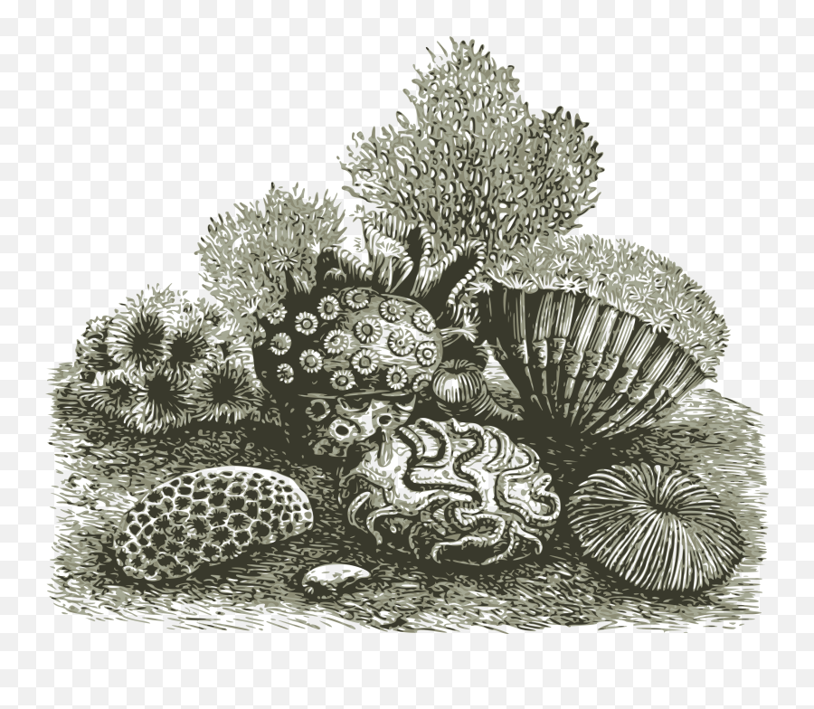 Coral Reef - Coral Reef Drawing Detailed Png,Knife Tattoo Png