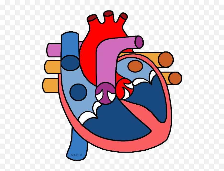 Real Human Heart Clipahuman Png - Heart Circulatory System Png,Human Heart Png