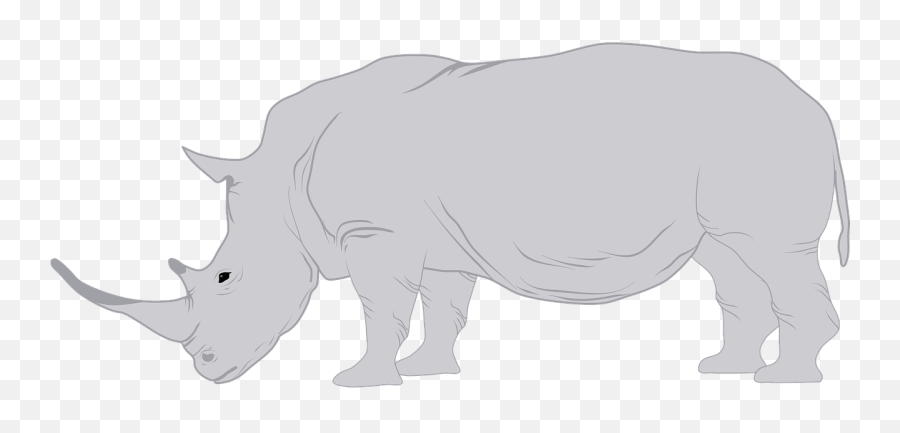 Rhino Rhinoceros Horn - Free Vector Graphic On Pixabay White Rhinoceros Png,Rhinoceros Png