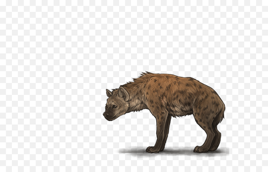 Download Hyena Png Transparent Images - Hyena Transparent Background,Transparent Backgrounds