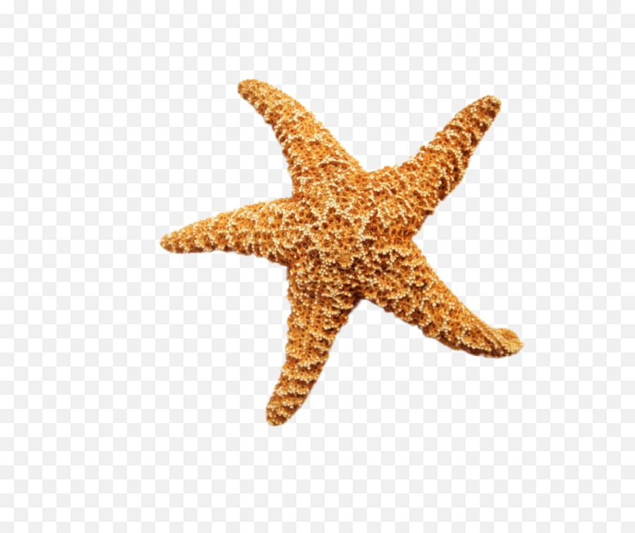 Starfish Dried Png Image - Starfish Png,Starfish Transparent