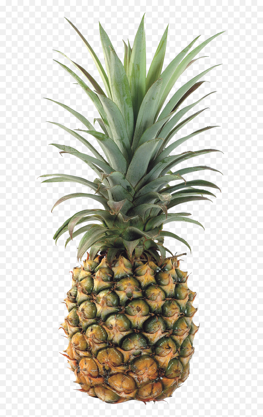 Png Pineapple Transparent Background - Pineapple Transparent Background,Pineapple Transparent