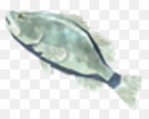 Frozen Bass - Fish Products png