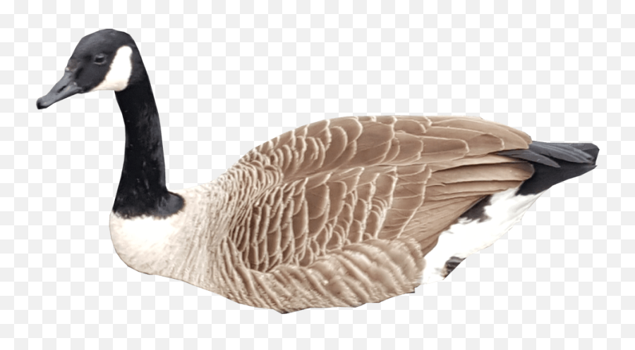 Canadian Goose Swimming No Background - Canadian Goose Transparent Background Png,Swimming Png