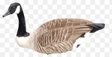 Canadian Goose Swimming No Background - Canadian Goose Transparent Background Png,Swimming Png