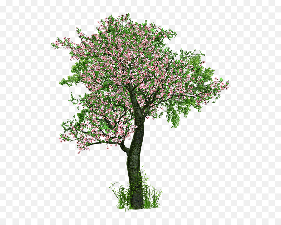 7 Reasons To Fall In Love With Japanu0027s Cherry Trees Japan - Transparent Background Spring Tree Png,Fall Trees Png