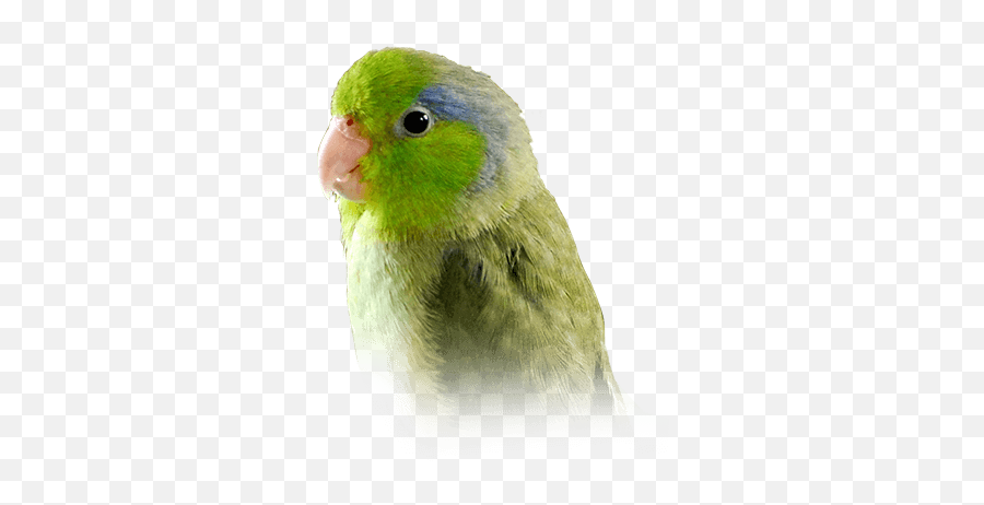 Raw Parrot Png Image - Parrotlet Transparent,Parrot Png