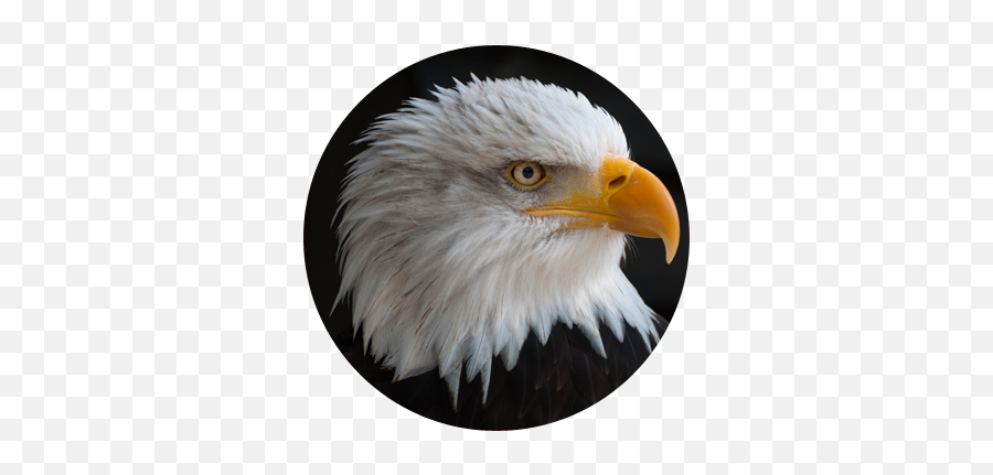 Download Eaglehead - Png Transparent Eagle Png Full Size Elang Amerika,Eagle Head Png