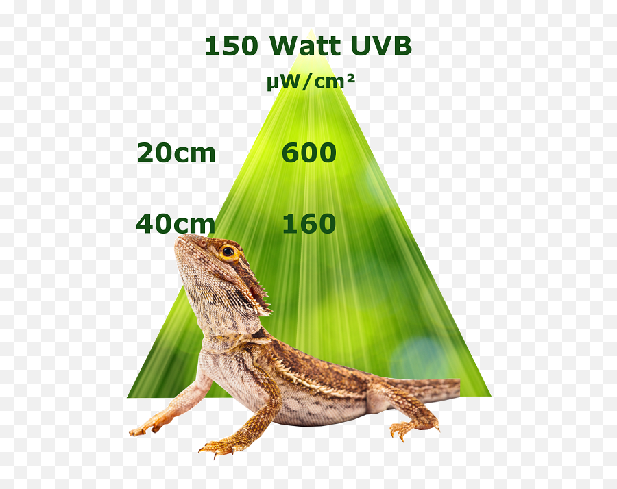 6 X Uvb Mh - Lamp 150 Watt Flood Lampada Uvb Rettili Png,Reptiles Png