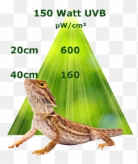 6 X Uvb Mh - Lamp 150 Watt Flood Lampada Uvb Rettili Png,Reptiles Png