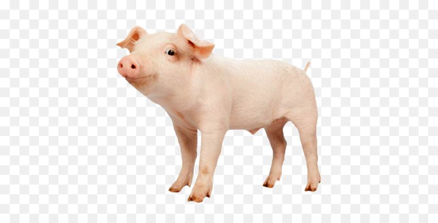 Download Domestic Pig Png Image With No - Kippen En Varkens,Pig Png