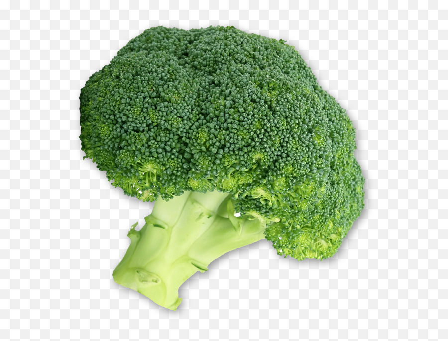 Broccoli Santa Barbara Web Graphic Design - Broccoli Png,Broccoli Transparent