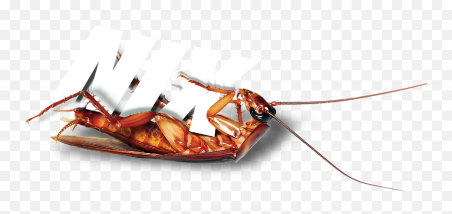 Download Terminix Roach - Insect Png Image With No Earwigs,Roach Png