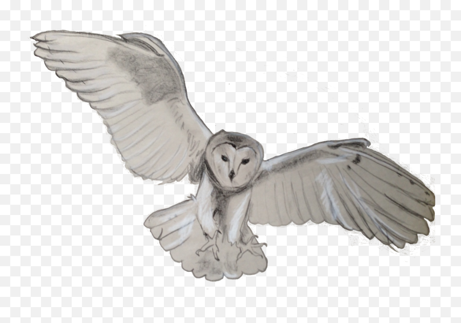 Download Barn Owl Png Transparent For - Transparent Owl Png Clipart,Owl Transparent