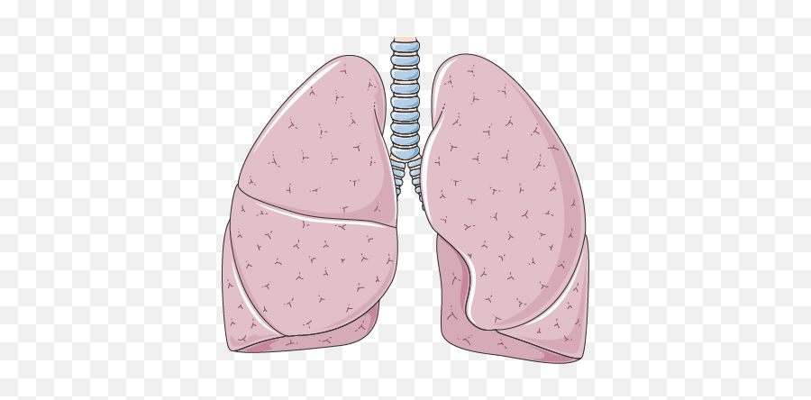 Lungs - Servier Medical Art Servier Medical Art Lung Png,Lungs Png