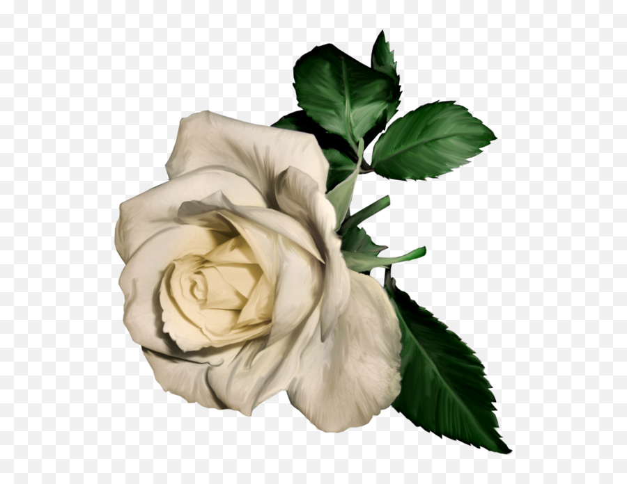 Top Max V89 2038 Kb White Roses 3726202 - White Flower Png Painting,White Roses Png