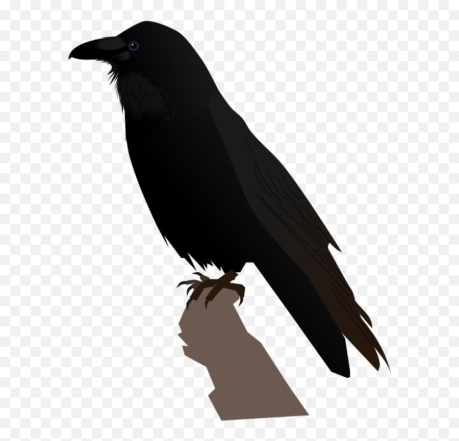 Common Raven Transparent Png - Raven Svg,Raven Transparent