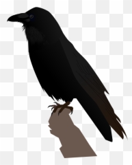 Common Raven Transparent Png - Raven Svg,Raven Transparent