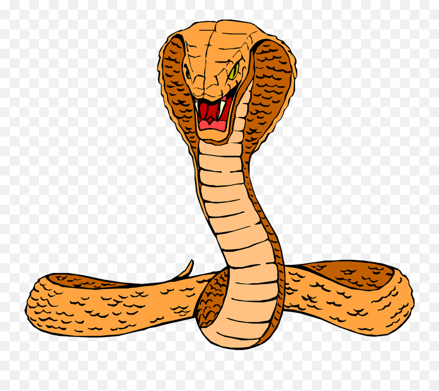 King Cobra Pictures And Images In - Cobra Clipart Png,King Cobra Png
