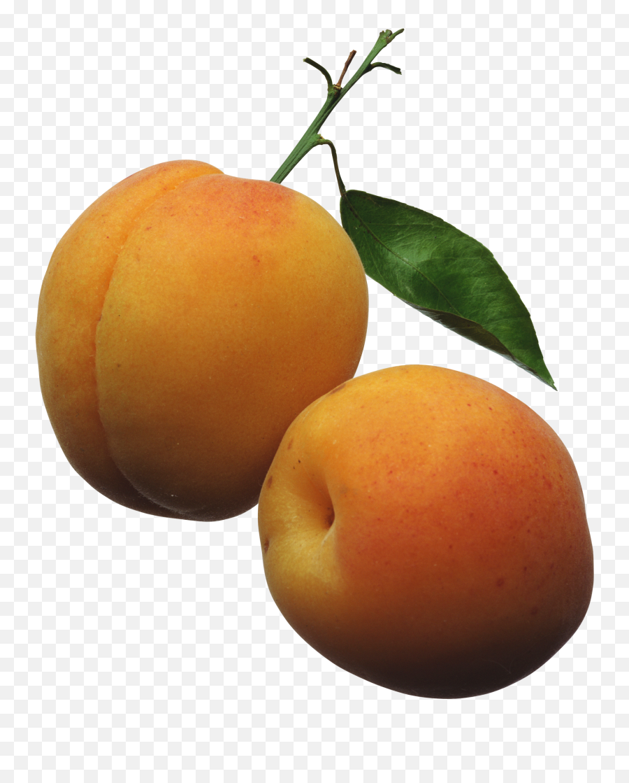 Fruit Tree Png - Apricots Clipart,Fruit Tree Png