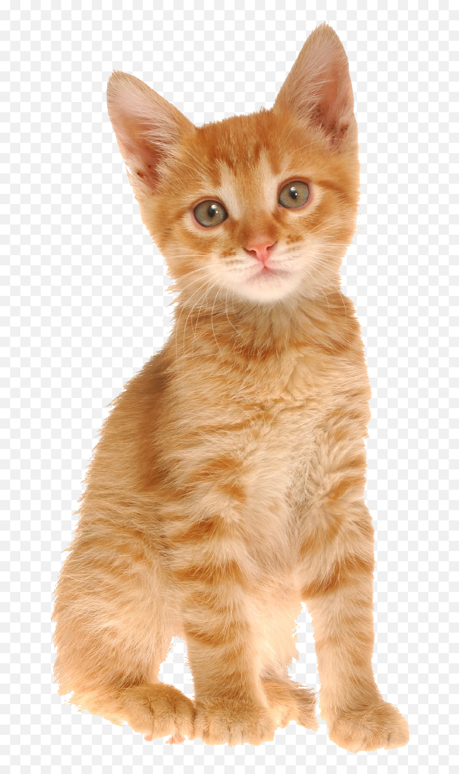 Pet Insurance - Cute Puppy Png,Orange Cat Png