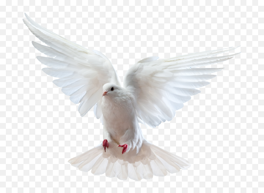 Gods Doves Png Picture 581772 - Dove Images Hd Png,Dove Png