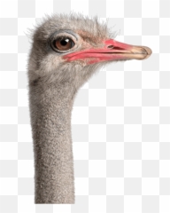 Download Ostrich Head Hd Png - Ostrich Head White Background,Ostrich Png