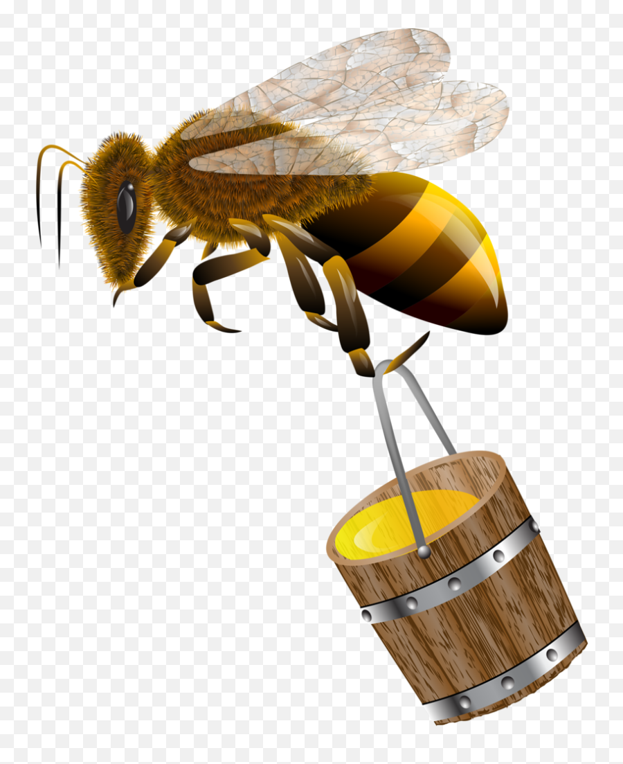 Png Honey Bee