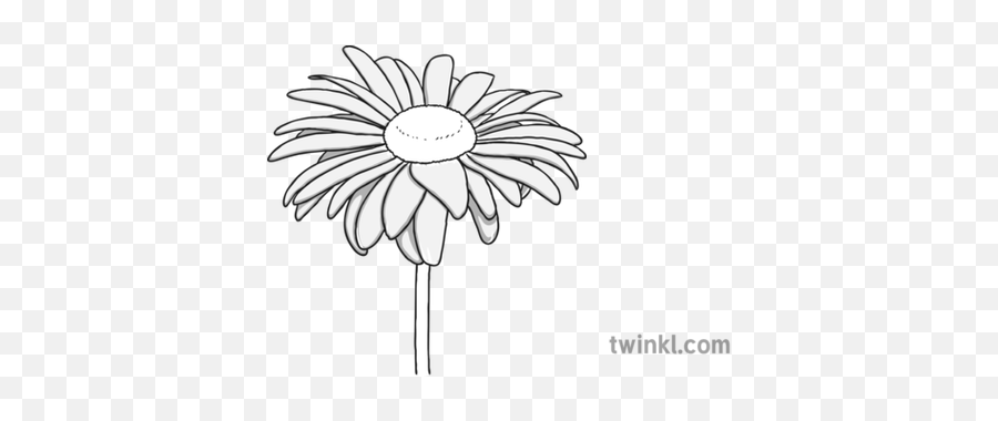 Daisy Black And White Illustration - Twinkl Daisy Black And White Drawing Png,White Daisy Png
