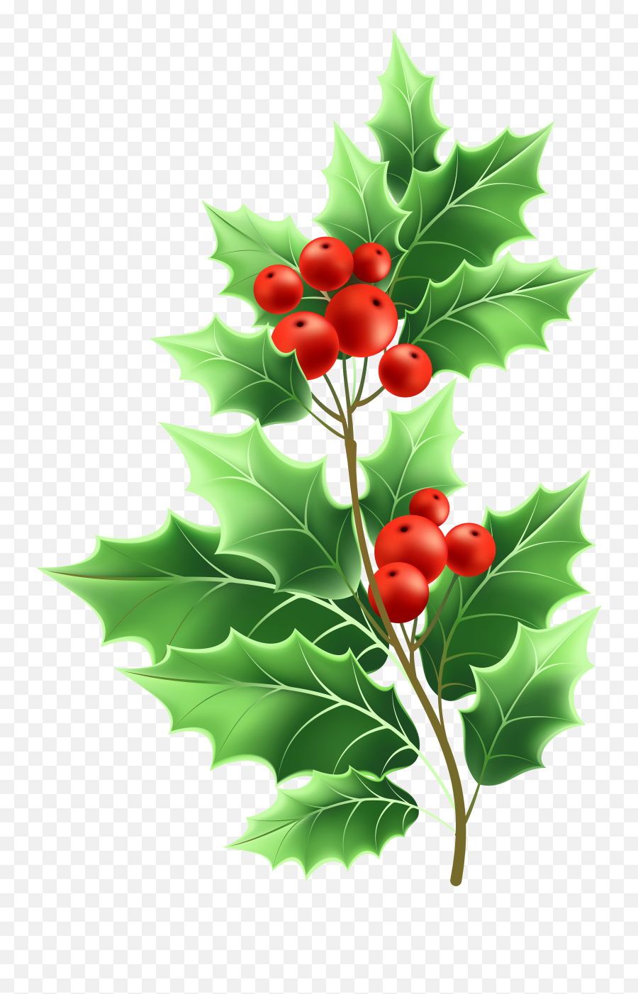 Transparent Png Christmas Mistletoe - Mistletoe Transparent,Mistletoe Png