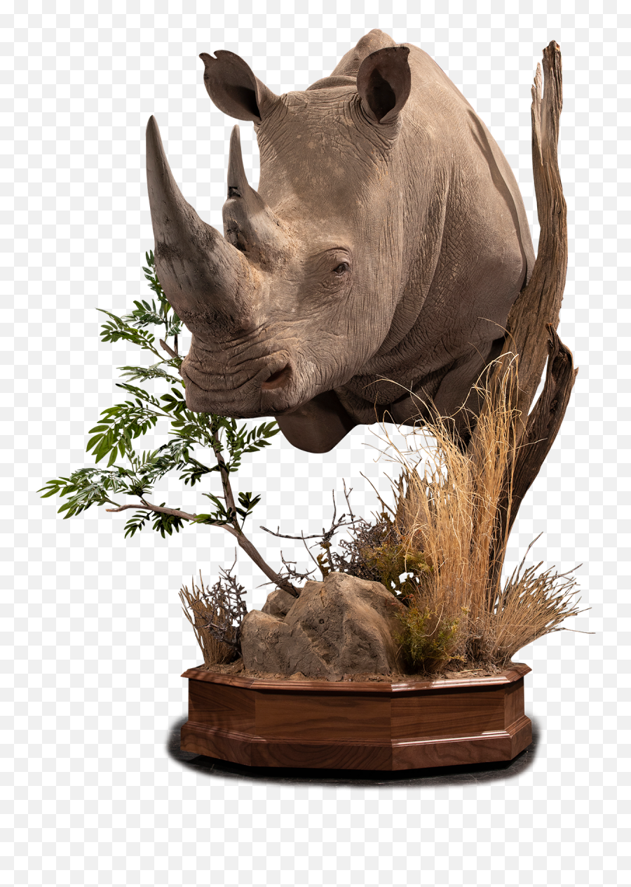 White Rhino Replica Rr106 Our Work Kanati Studio - Flowerpot Png,Rhinoceros Png