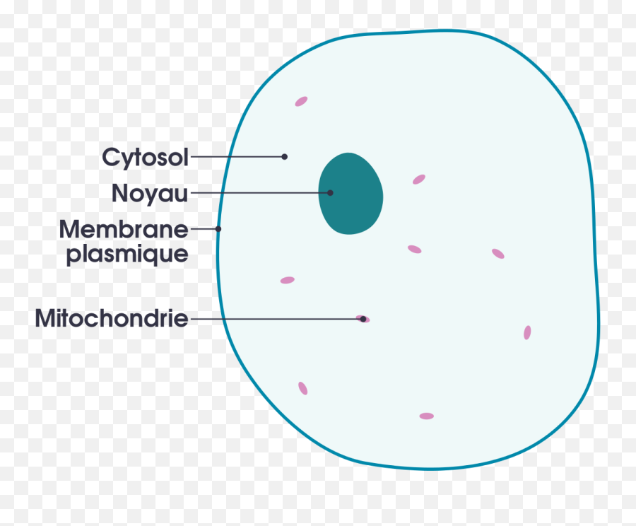 Download Simple Diagram Of Animal Cell - Simple Animal Cell Animal Cell For Kids Png,Cell Png