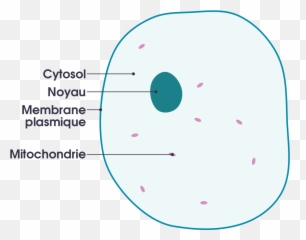 Download Simple Diagram Of Animal Cell - Simple Animal Cell Animal Cell For Kids Png,Cell Png