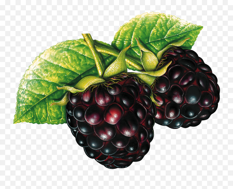 Blackberrys Png Image Fruit Art - Fruit Clipart,Blackberries Png