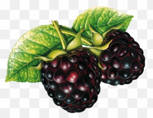 Blackberrys Png Image Fruit Art - Fruit Clipart,Blackberries Png