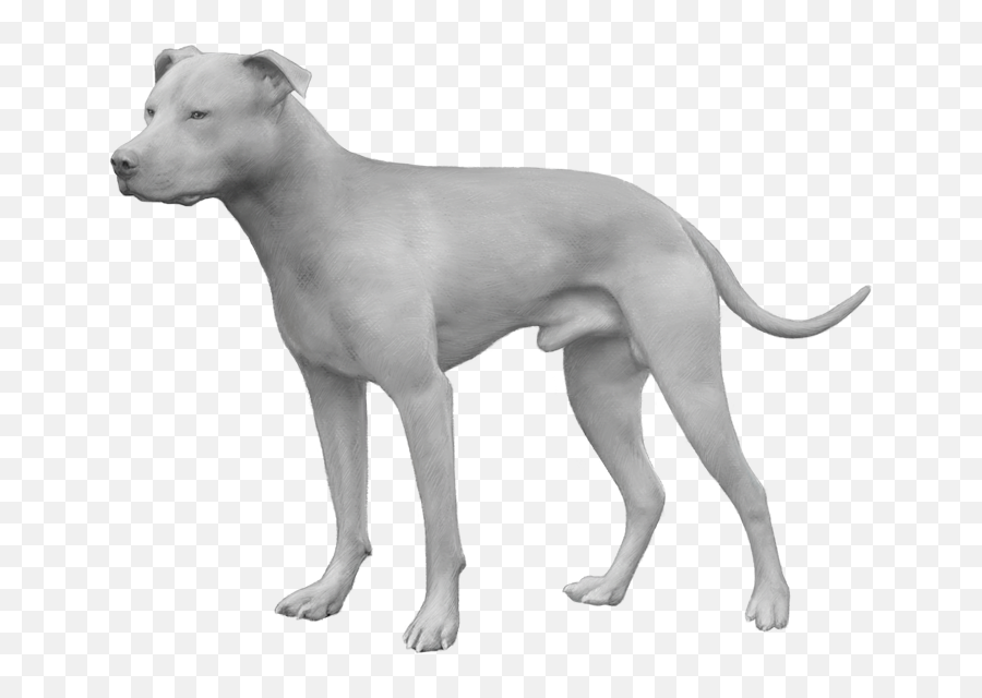Dog Breed - American Pit Bull Terrier Dog Breed Png,Pit Bull Png