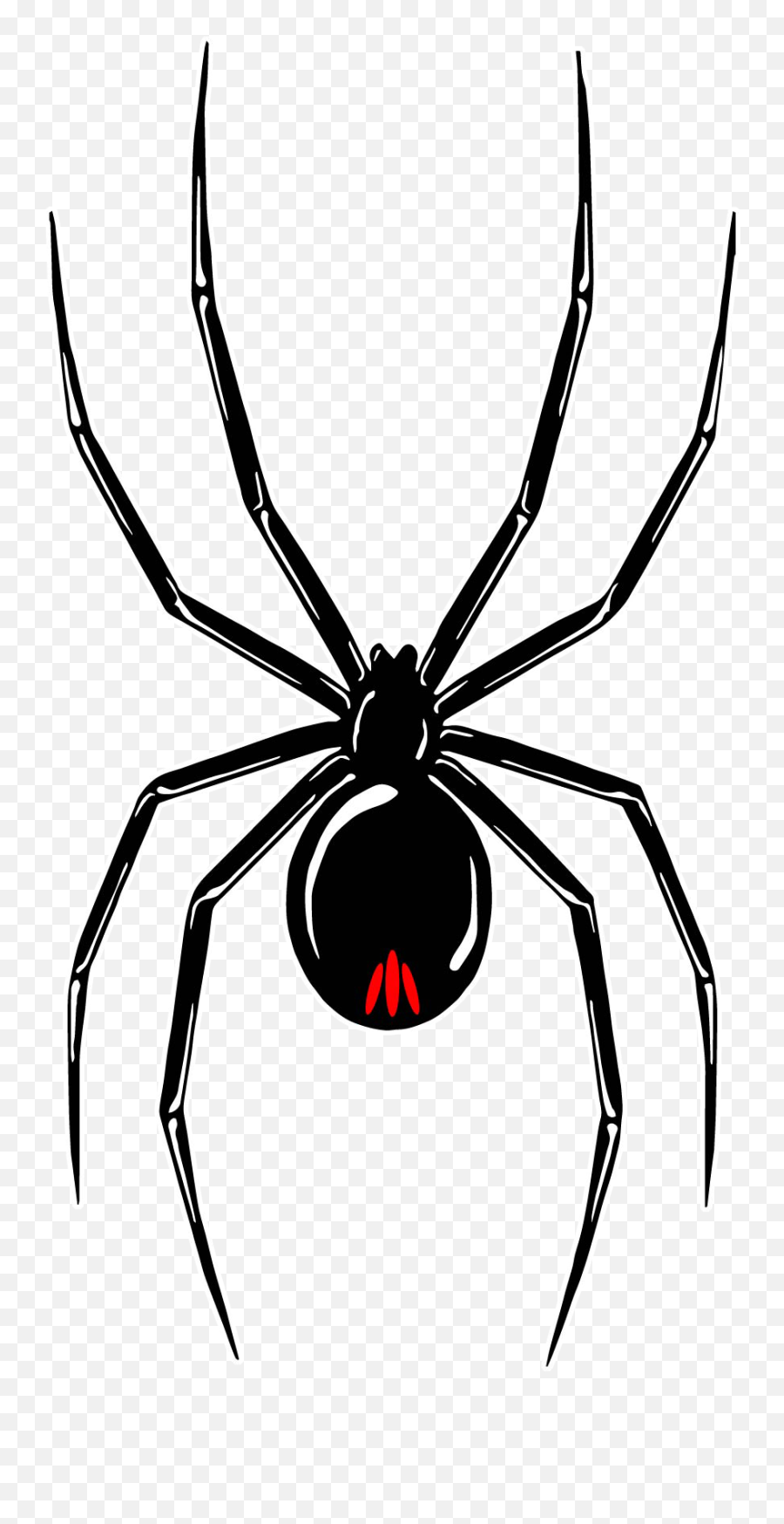 Black Widow Tour Stories Of Death And Rebirth U2013 A - Black Widow Spider Drawing Png,Black Widow Symbol Png