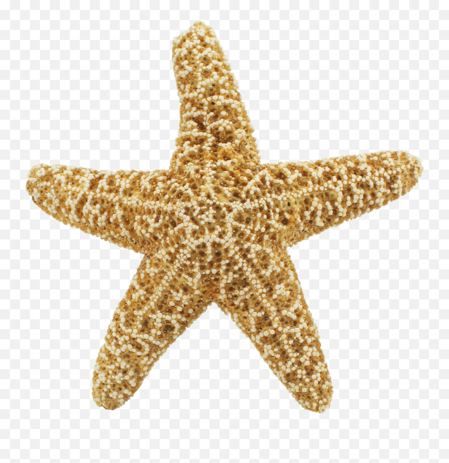 Starfish Download Png Image - Starfish Png,Starfish Transparent