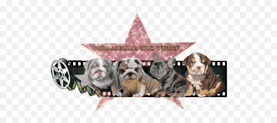 Top French Bulldog Stickers For Android U0026 Ios Gfycat - Vulnerable Native Breeds Png,British Icon Bulldogs