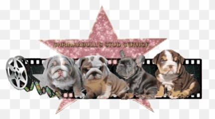 Top French Bulldog Stickers For Android U0026 Ios Gfycat - Vulnerable Native Breeds Png,British Icon Bulldogs
