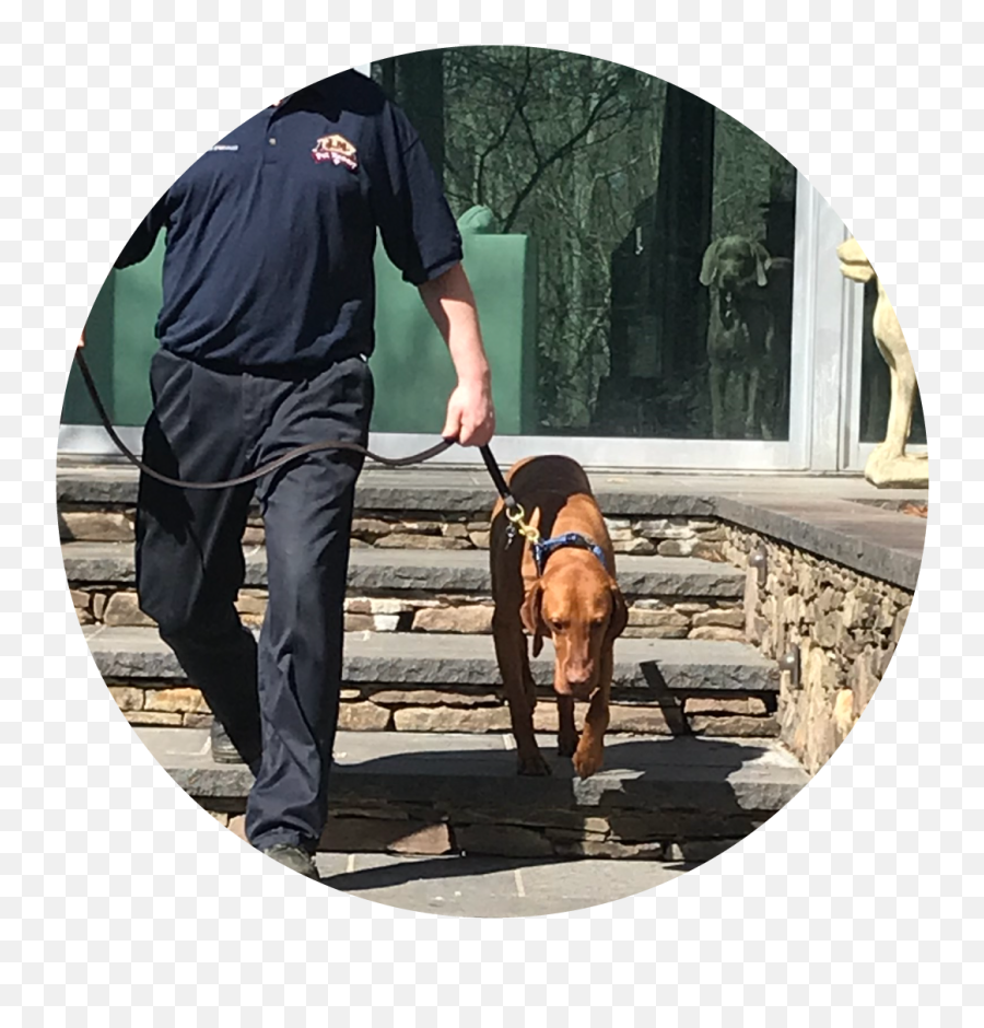 Pet Sitting And Dog Walking - Martingale Png,Dog On Leash Icon
