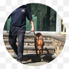 Pet Sitting And Dog Walking - Martingale png