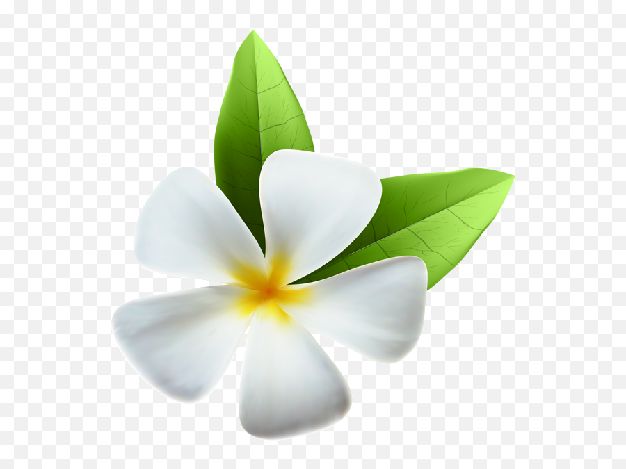 Tropical Flow Png Clipart - Jasmine Flower Png Transparent,Hawaiian Flowers Png