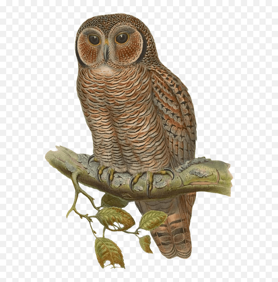 Snowy Owl Bird Eurasian Eagle - Forest Owl Png,Owl Transparent