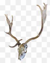 Download Hd English Fallow Deer Skull - png