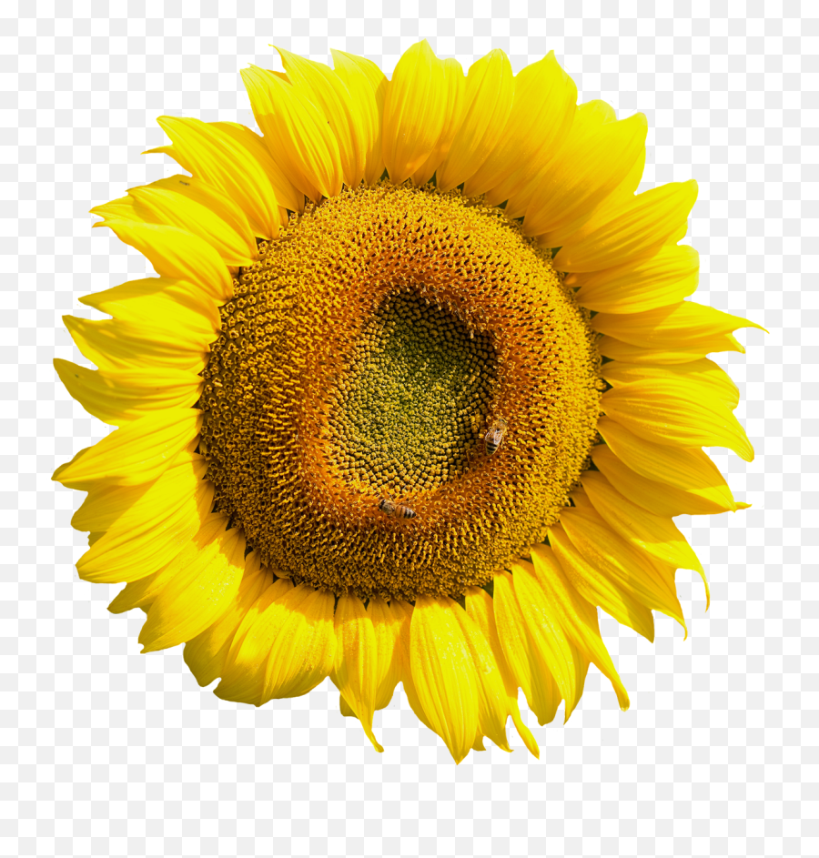 Yellow Sunflower Flower Png Image - Sunflower Tire Cover Back Up Camera,Sun Flower Png