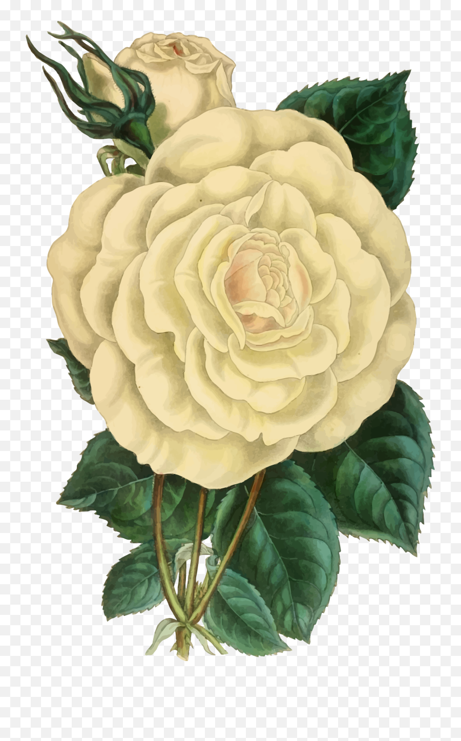 Rose Clipart Illustration Transparent - Vintage Flower Illustration Png,White Roses Png